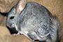 Proyecto contribuye a sociabilizar la problemática de conservación de las chinchillas 