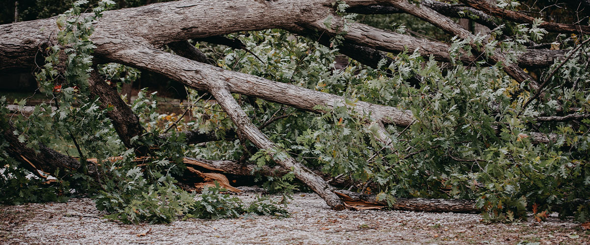 ¿Por qué las lluvias y ráfagas de viento logran botar árboles de gran tamaño en zonas urbanas?
