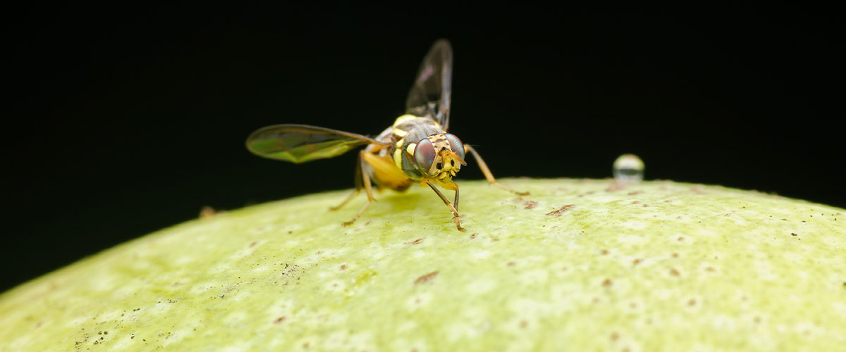 Mosca de la fruta: “Muchos pequeños productores deben eliminar su cosecha sin poder venderla”