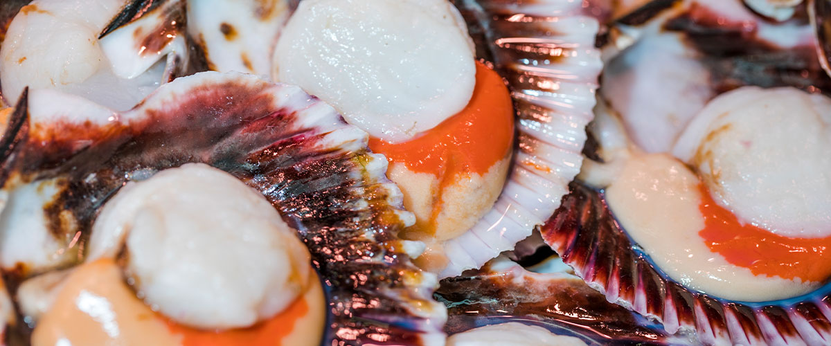 Ciencia que transforma: investigadores convierten las conchas de ostión en biocalcio