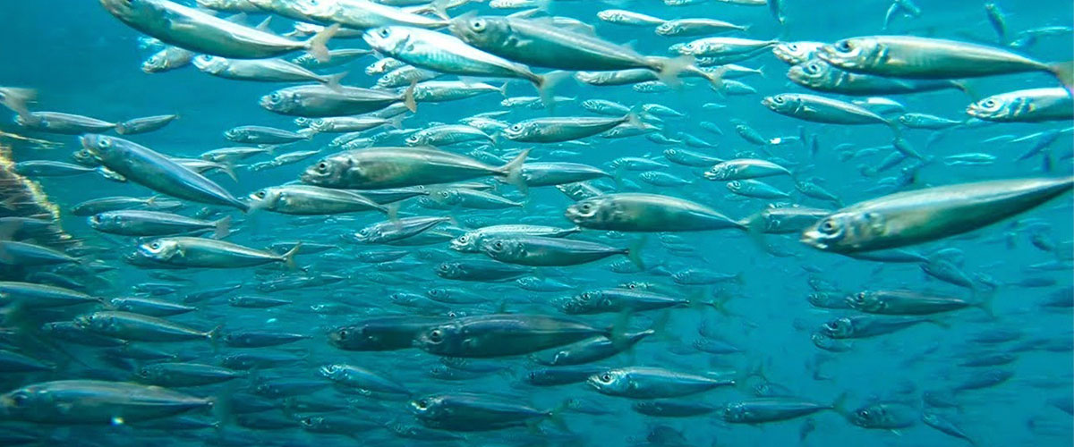 Aguas frías y ecosistemas en movimiento: lo que traerá La Niña para Chile este verano