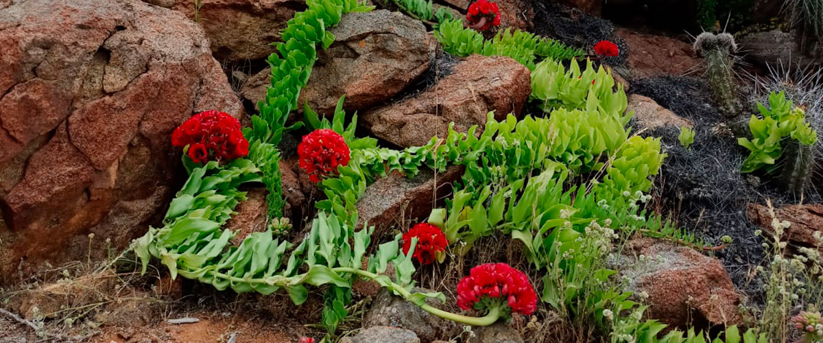 Especialista detalla cómo las plantas del Desierto Florido desarrollaron mecanismos de supervivencia hace millones de años