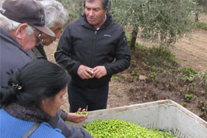 olivicultores2