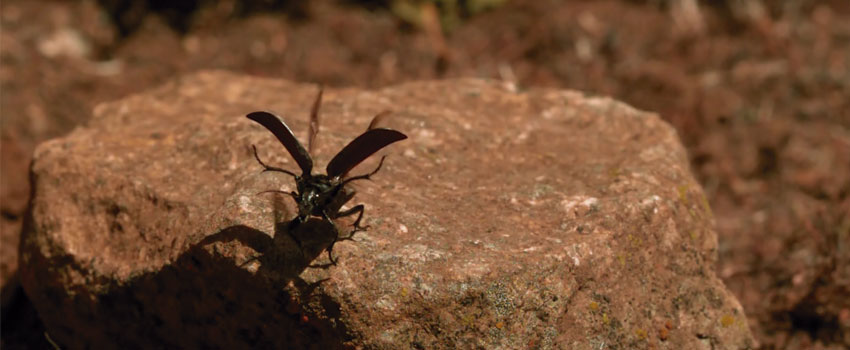 microdocumentales 1