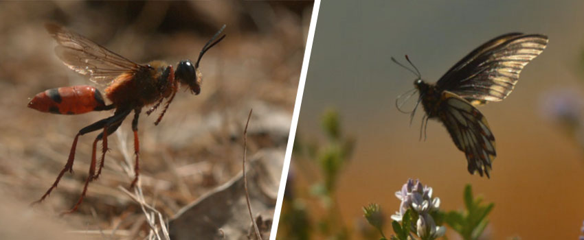insectos