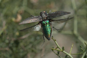 insectos2