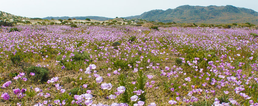 flora
