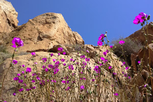flora2