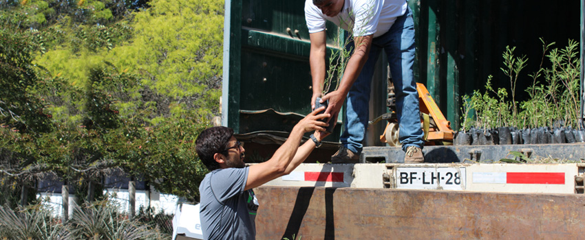 reforestacion