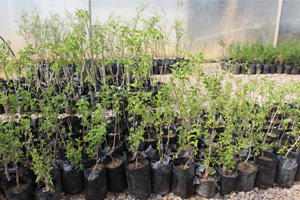 reforestation2