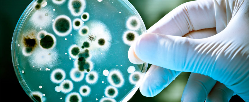 micro bio