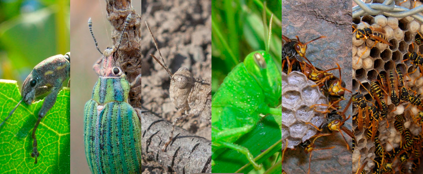 insectos