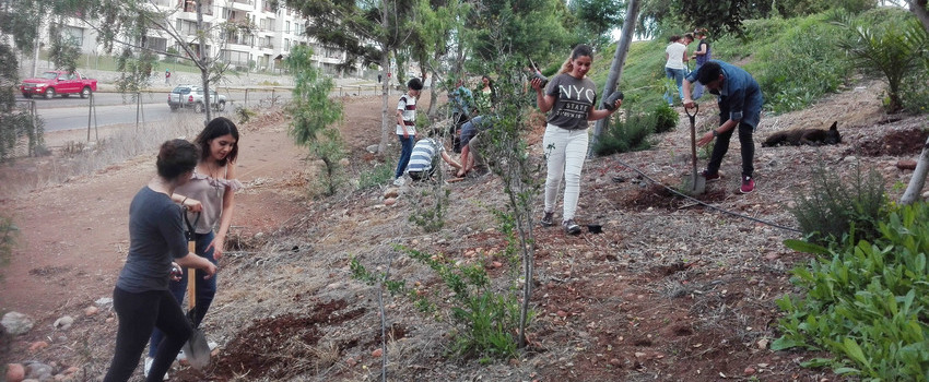 reforestacion1