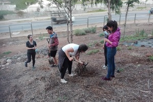 reforestacion2