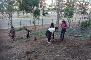 reforestation4