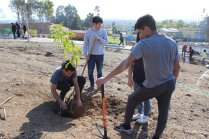 reforesta3