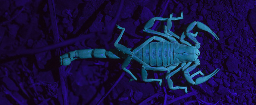 escorpion1