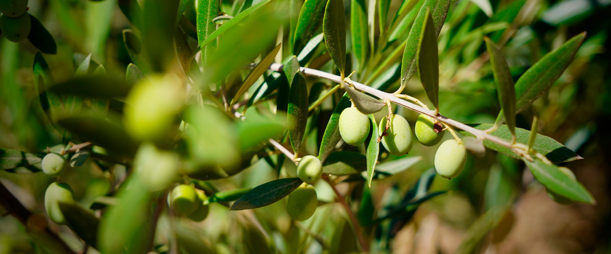 They test fertilizer focused on the most optimal development of plants in olive growing