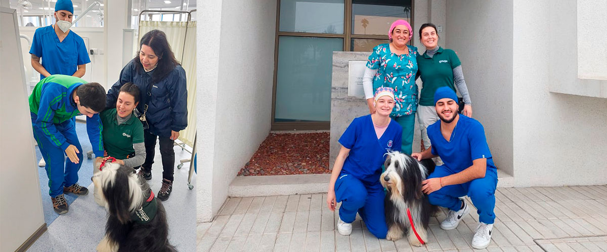 Estudiantes de Odontología incorporan Canoterapia en tratamiento dental para paciente TEA