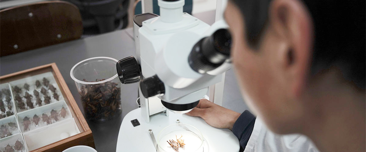 Investigación que fue destacada en revista científica internacional identificó la distribución geográfica de tres especies de langostas