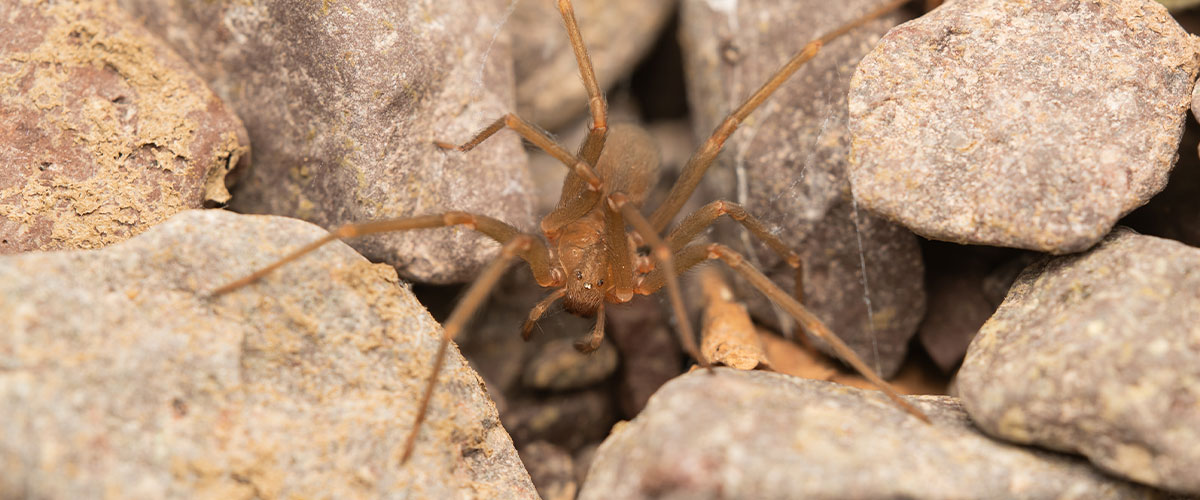 Época de arañas en Chile: conozca cuáles son las especies de importancia médica en caso de picadura