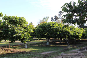 chirimollos 3